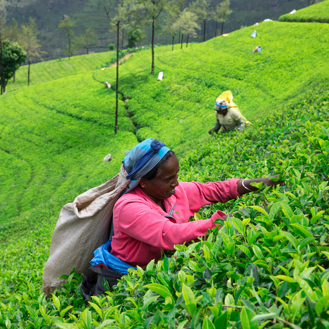 The Art of Tea Plucking in Sri Lanka