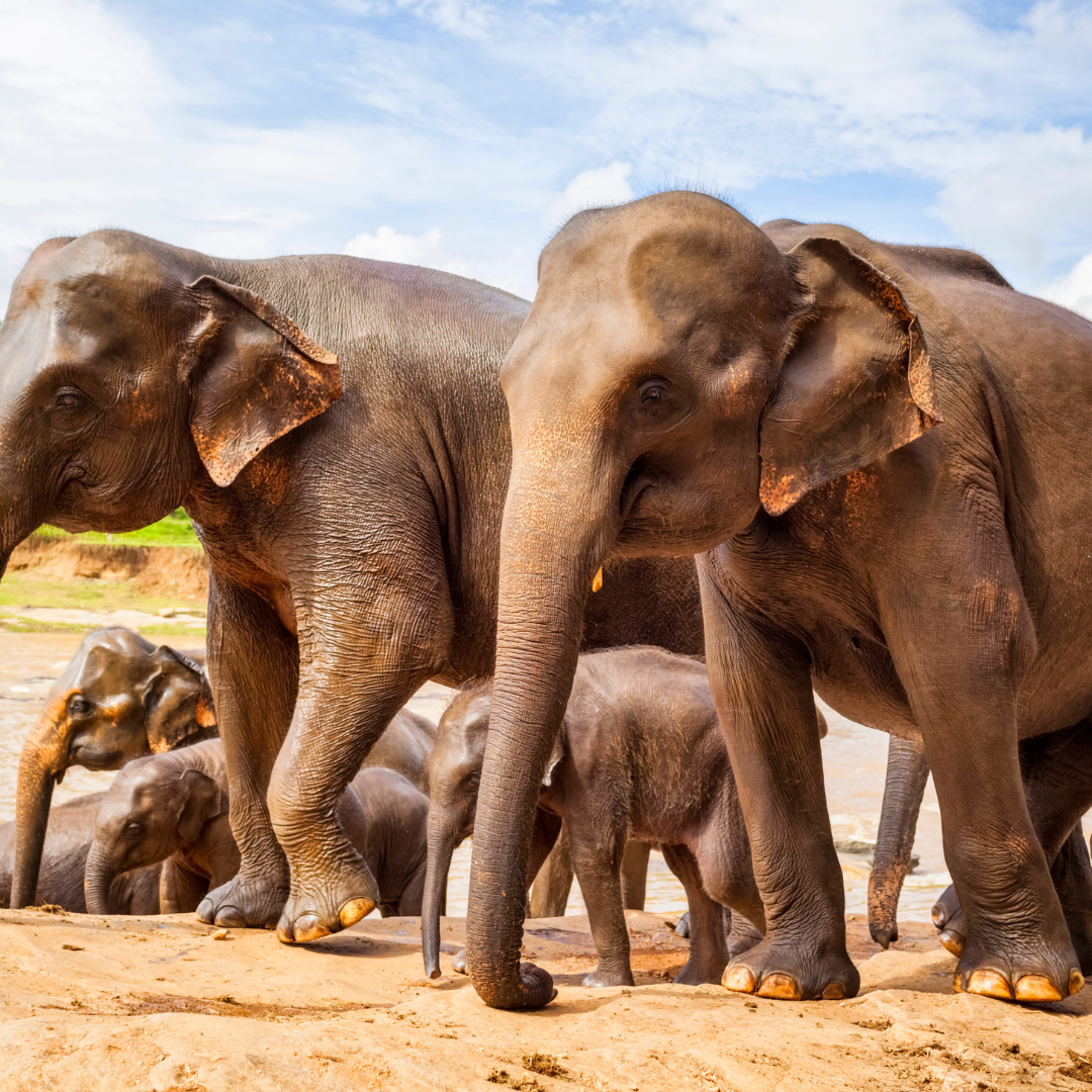 Sri Lanka's Majestic Elephants